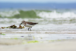 Western Sandpiper -  Sandpiper photo