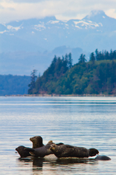 Harbour Seals -  Seal photo