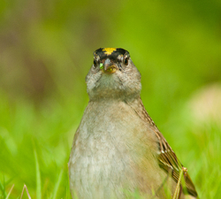 On Alert -  Sparrow photo