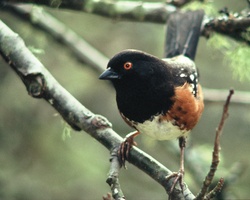 Spotted Towhee Portrait -  Sparrow photo