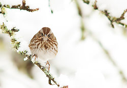 Song Sparrow -  Sparrow photo
