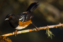 Spotted Towhee -  Sparrow photo