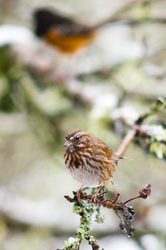 Melospiza melodia  - Sparrow photo from  Cortes Island BC, Canada