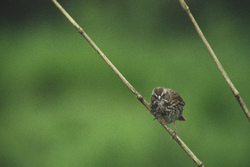 Inspector Song Sparrow -  Sparrow photo
