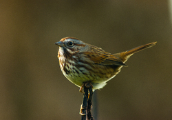 Sparrow Portrait -  Sparrow photo