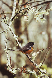 Spotted Towhee -  Sparrow photo