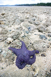 Purple Starfish -  Starfish photo