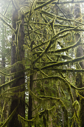 Moss Covered Branches ~ Temperate Rain Forest picture from Cortes Island Canada.