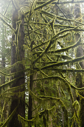 Moss Covered Branches - Temperate Rain Forest photo from Gorge Harbour Cortes Island BC, Canada