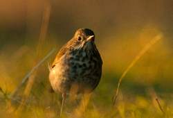 Hermit Thrush Portrait -  Thrush photo