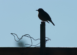 Varied Thrush Silhouette -  Thrush photo
