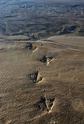 Walk on - Track photo from Smelt Bay Cortes Island BC, Canada