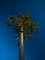 Tall Fir -  Tree photo