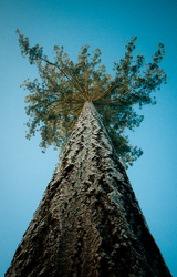 Looking Up -  Tree photo