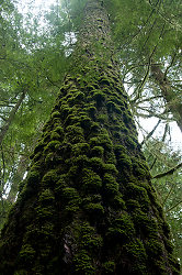 Pseudotsuga menziesii ~ Tree picture from Cortes Island Canada.