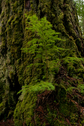Hemlock/Fir -  Tree photo