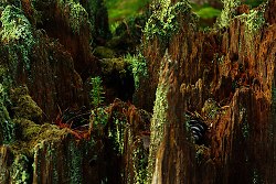 Young Tree, Old Forest -  Tree photo