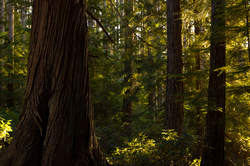 Red Cedar -  Wilderness photo