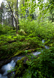 Climax Creek beneath the birch trees - Slocan Valley Creek photo