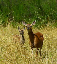 Blacktail Deer Family - Cortes Island Deer Family photo