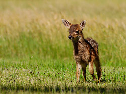 Spotted Baby Blacktail Deer - Cortes Island Deer photo