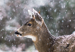 Blacktail Deer in Snowstorm - Cortes Island Deer photo
