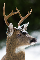 Blacktial Buck - Cortes Island Deer photo