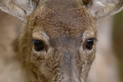Dear Eyes - Cortes Island Deer photo