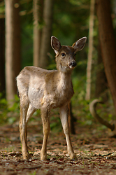 Young Blacktail in the Forest - Cortes Island Deer photo