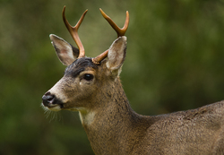 Odocoileus Hemionus Columbianus - Cortes Island Deer photo