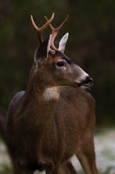 Buck - Cortes Island Deer photo