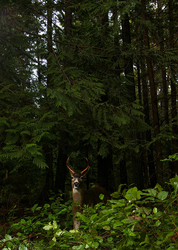 Buck in the Bushes - Cortes Island Deer photo