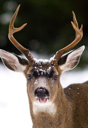 Tongue Out - Cortes Island Deer photo