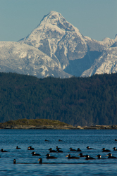 Surf Scoter -  Birds in Wilderness photo