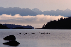 Canada Geese at Sunrise  -  Canada Goose photo