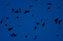 Crows Cavorting -  Crow photo
