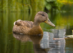 Portrait of a Female Mallard -  Duck photo