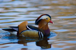 Mandarin Duck ~ Duck picture from Berlin Germany.
