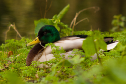 Mallard - Amsterdam Duck photo