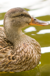 Mallard -  Duck photo