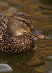 Mallard -  duck photo