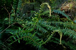 Two ferns - Cortes Island Fern photo
