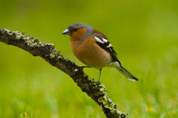 Chaffinch - Aillevillers Finch photo