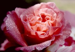 Garden Rose II -  Flower photo
