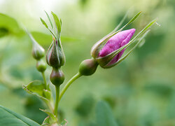 Wild rose buds - Slocan Valley Flower photo
