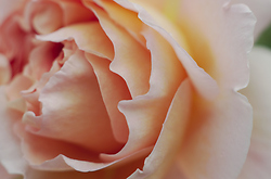 Rose Petals -  Flower photo