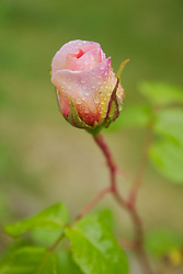 Opening Rosebud ~ Flower picture from Cortes Island Canada.