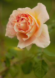 Rose -  Flower photo