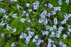 many Little Forget-Me-Nots -  Flower photo