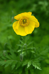 Welsh poppy ~ Flower picture from Vancouver Canada.